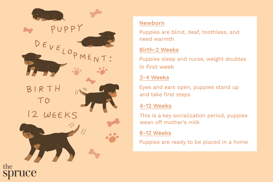 Puppy Growth Guide: 1‑8 Weeks Development, Health, Nutrition & Training