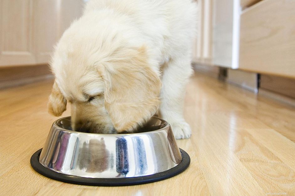 Puppy Constipation: Causes, Symptoms, and Effective Treatment