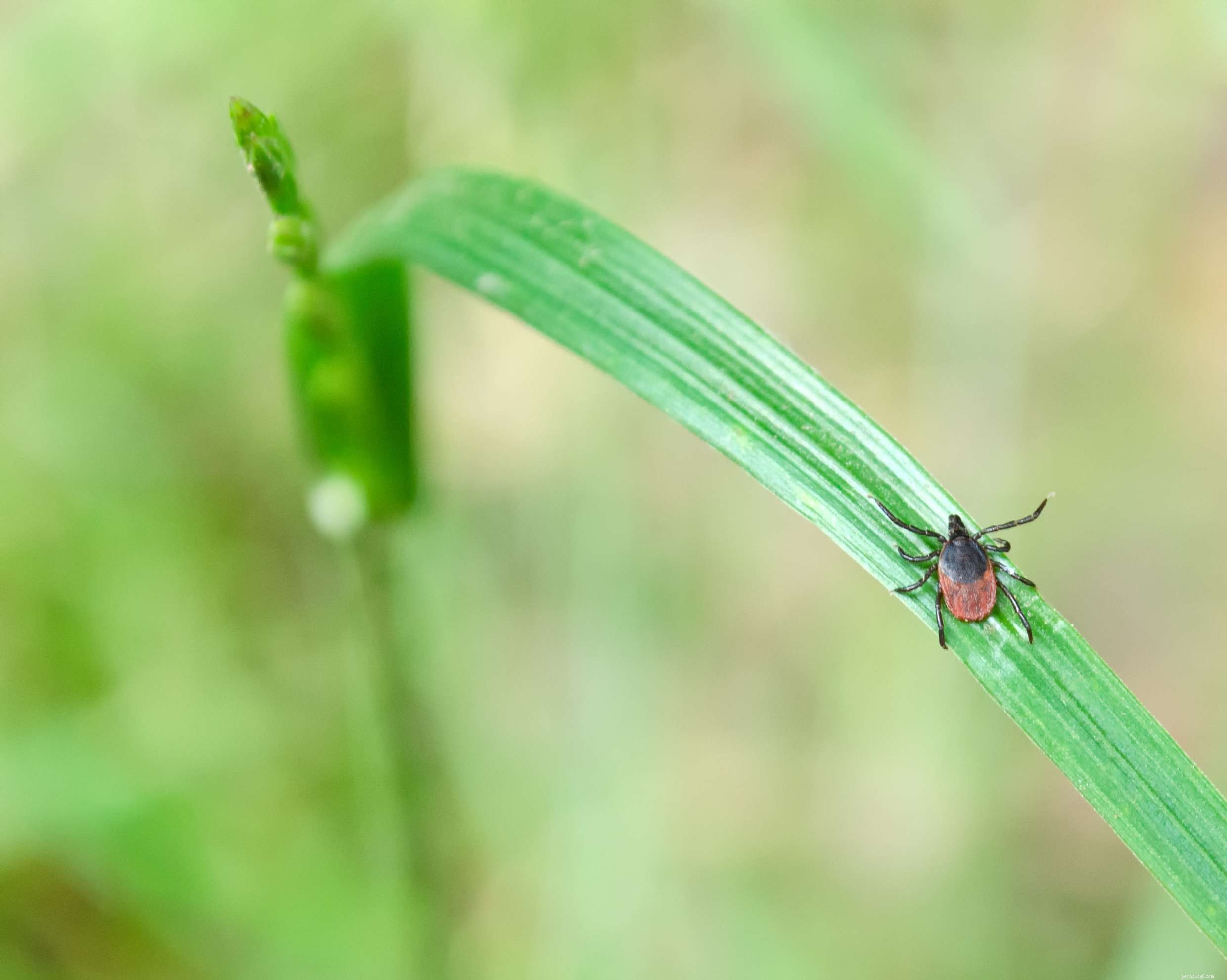Preventing Tick Bites in Puppies: Risks & Removal