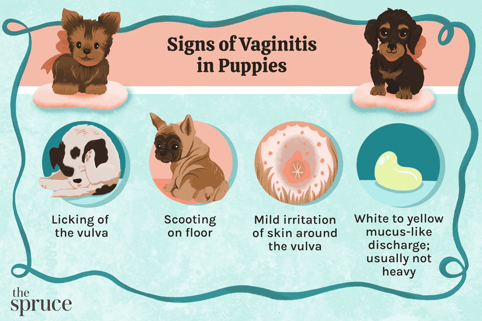 Understanding and Managing Vaginitis in Puppies: Symptoms, Causes, and Treatment