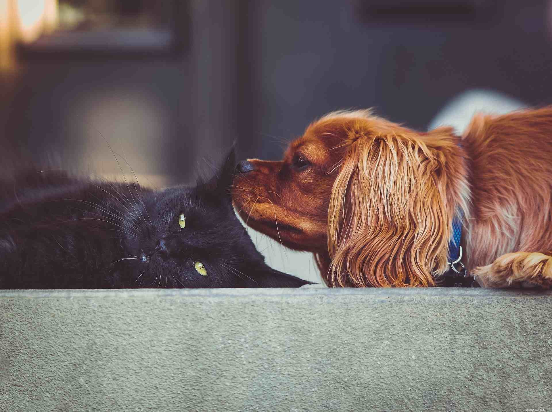 Why Puppies and Kittens Make an Unbeatable Pair