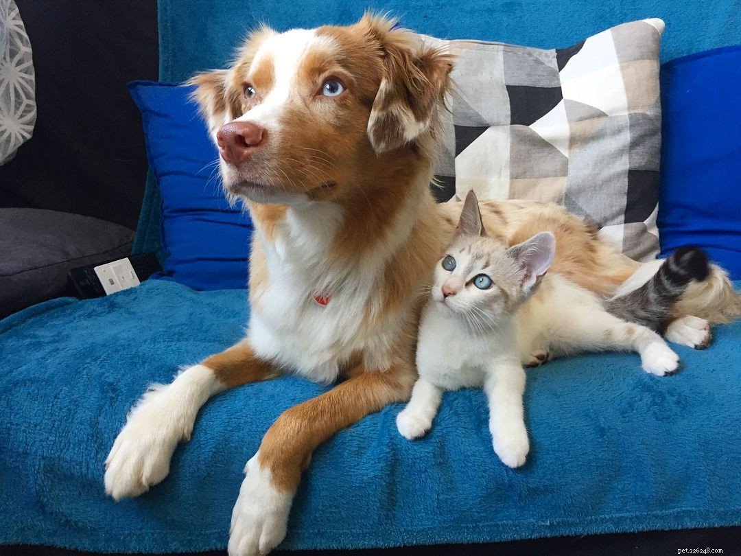 Why Puppies and Kittens Make an Unbeatable Pair