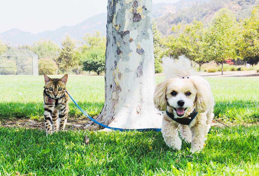 Why Puppies and Kittens Make an Unbeatable Pair