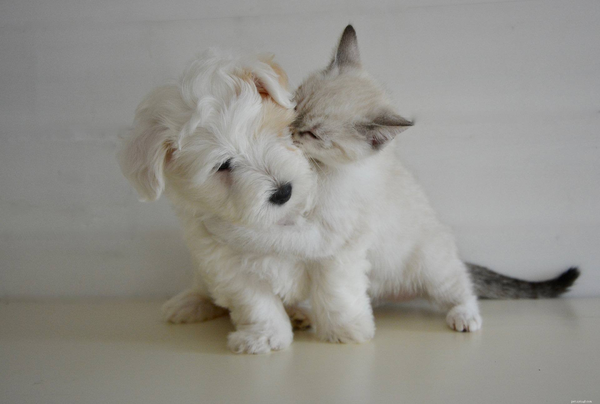 Why Puppies and Kittens Make an Unbeatable Pair