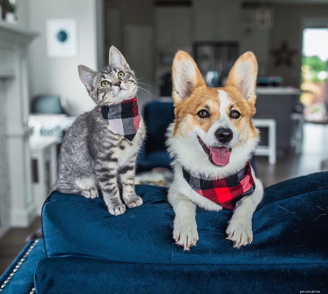 Why Puppies and Kittens Make an Unbeatable Pair