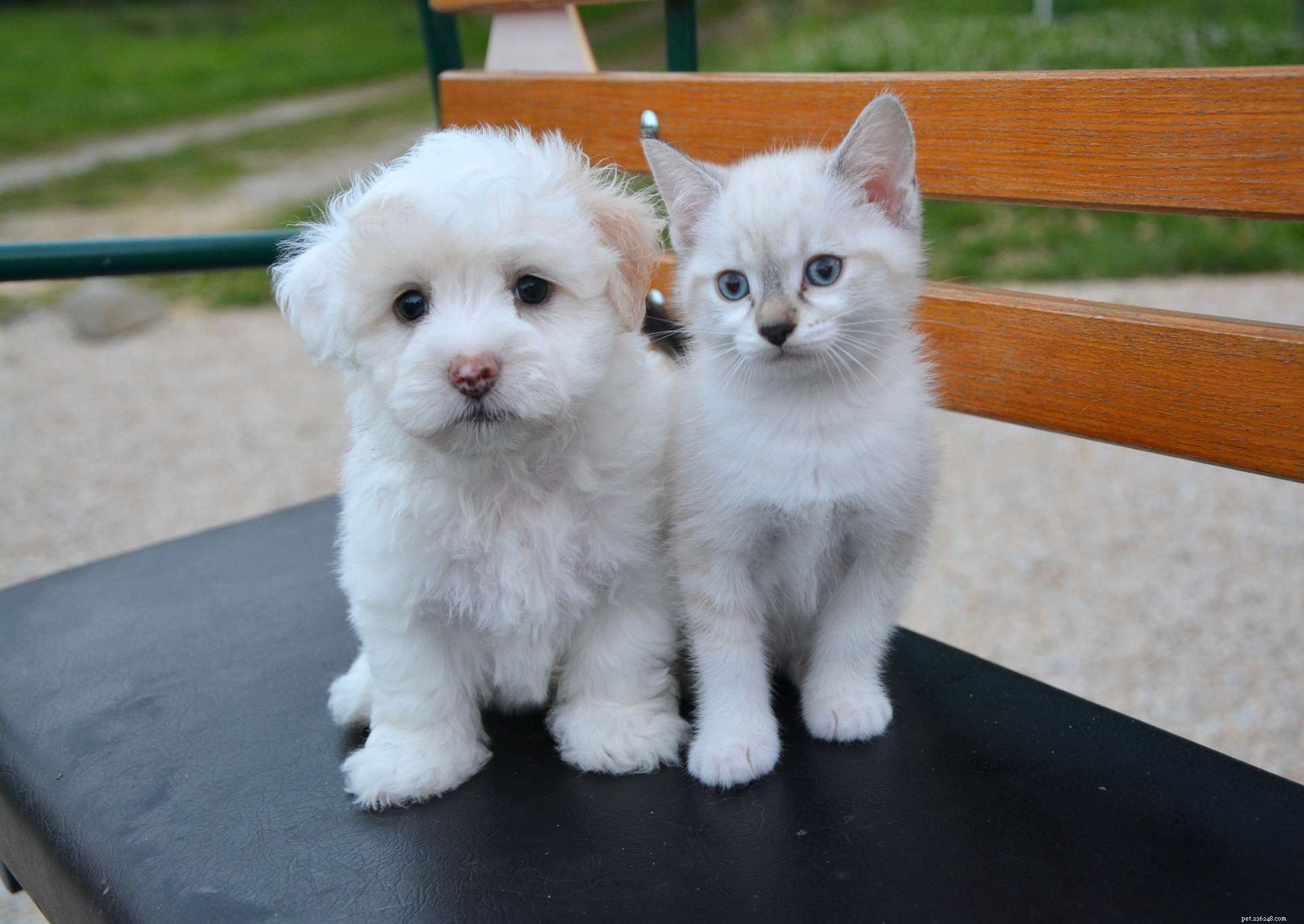 Why Puppies and Kittens Make an Unbeatable Pair