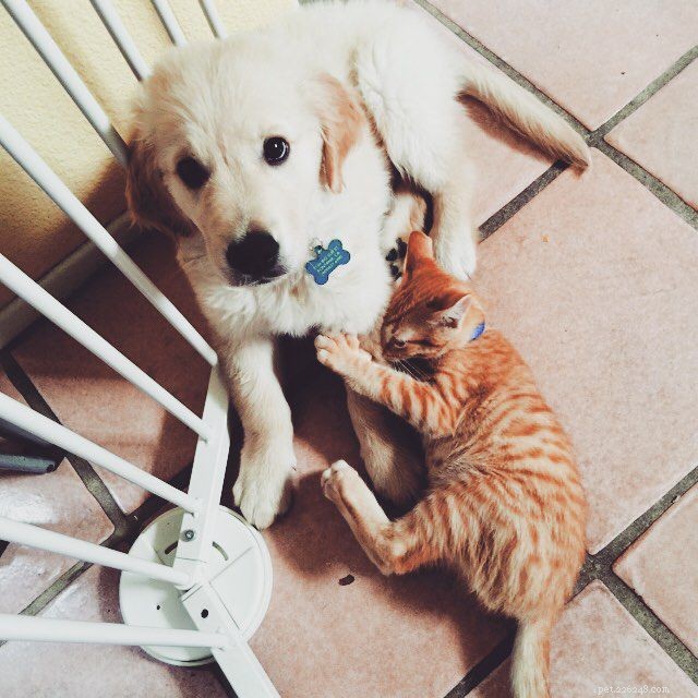 Why Puppies and Kittens Make an Unbeatable Pair