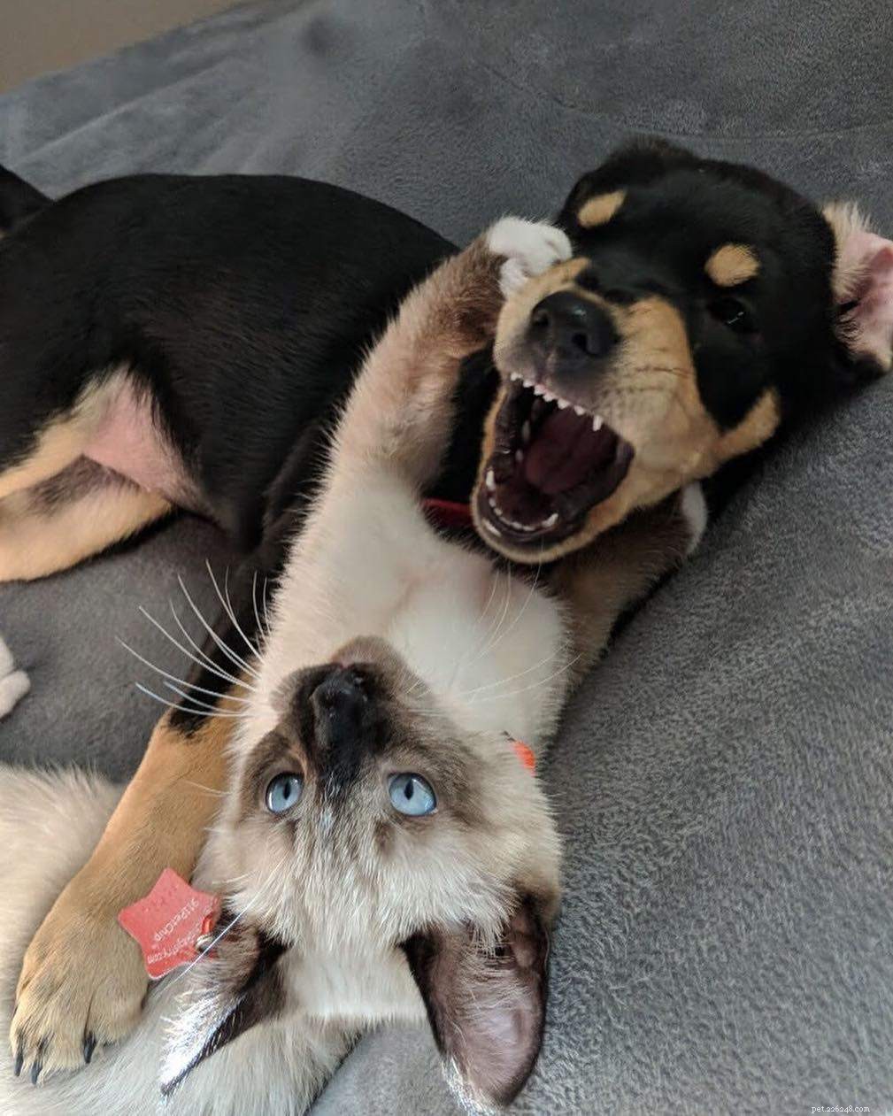 Why Puppies and Kittens Make an Unbeatable Pair