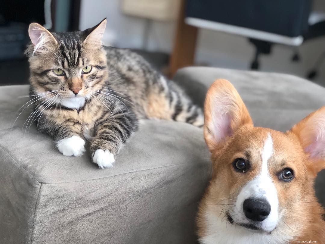 Why Puppies and Kittens Make an Unbeatable Pair