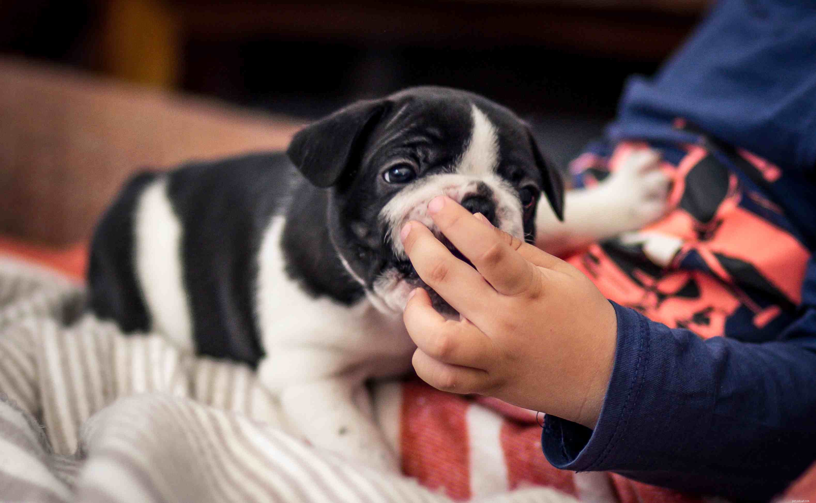 Complete Guide to Puppy Dental Care: Teeth, Age, and Health Tips