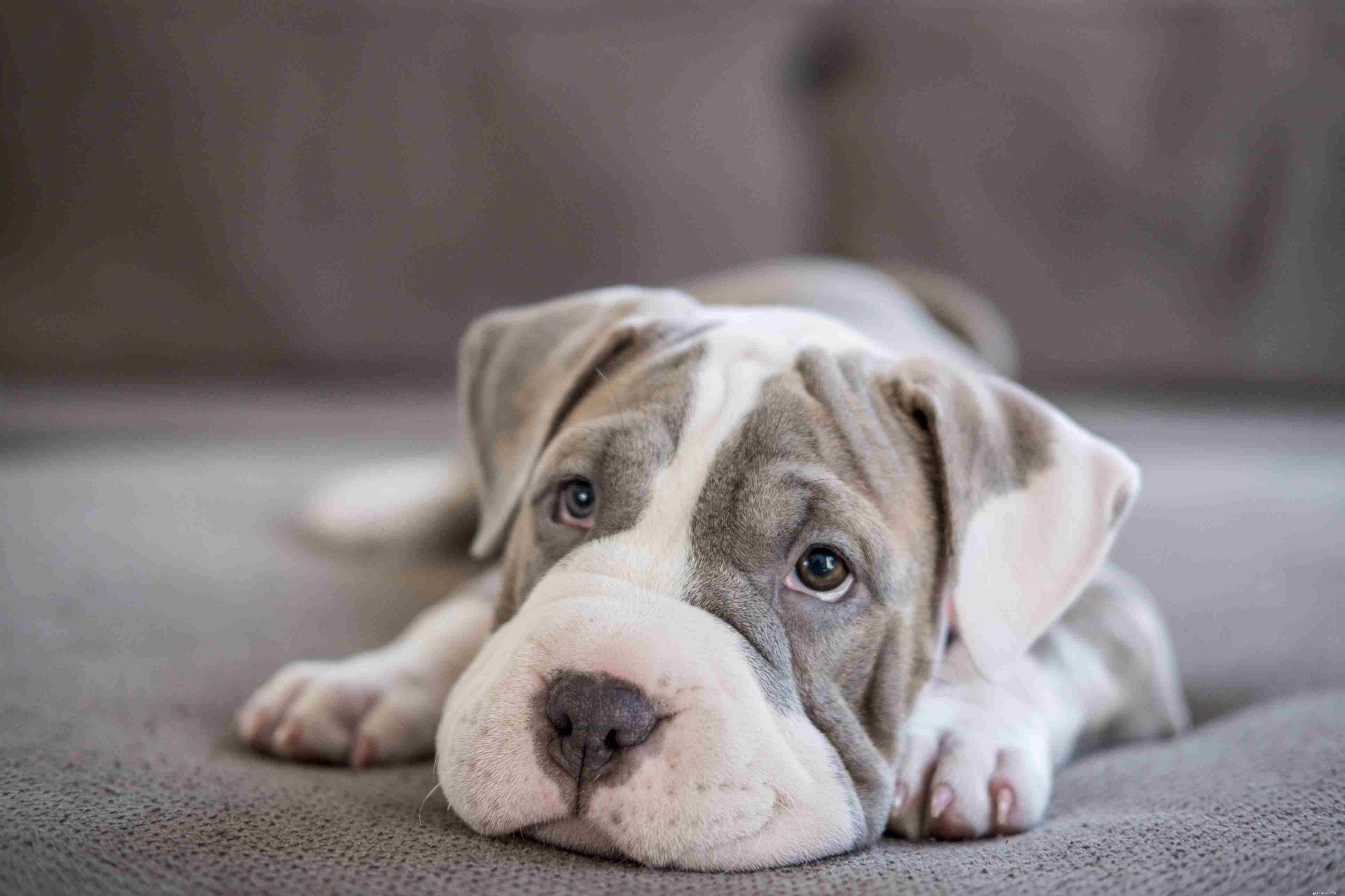 Complete Guide to Puppy Dental Care: Teeth, Age, and Health Tips