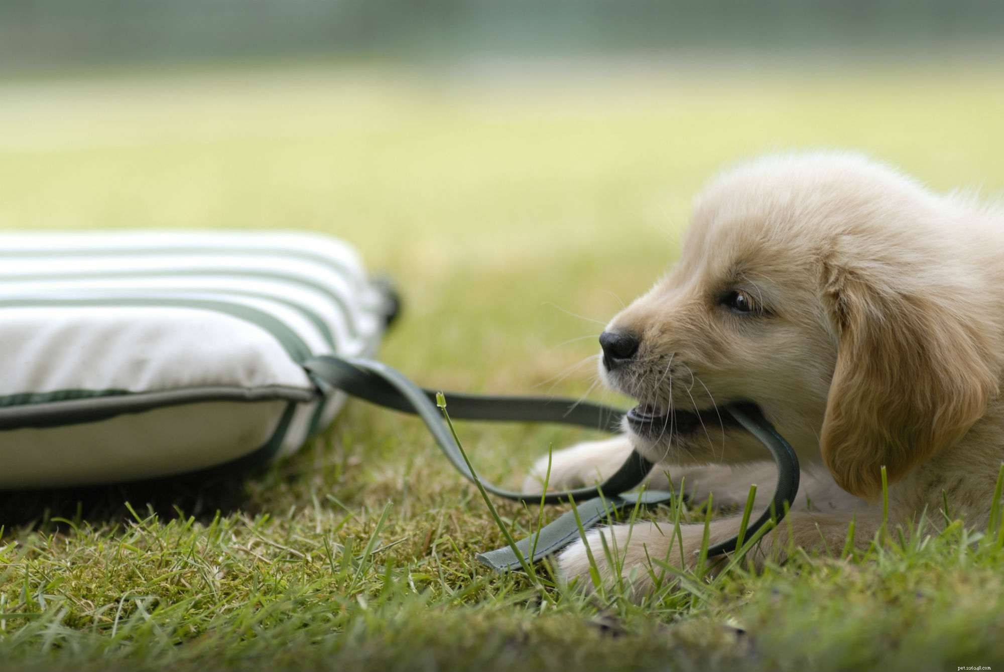 Complete Guide to Puppy Dental Care: Teeth, Age, and Health Tips