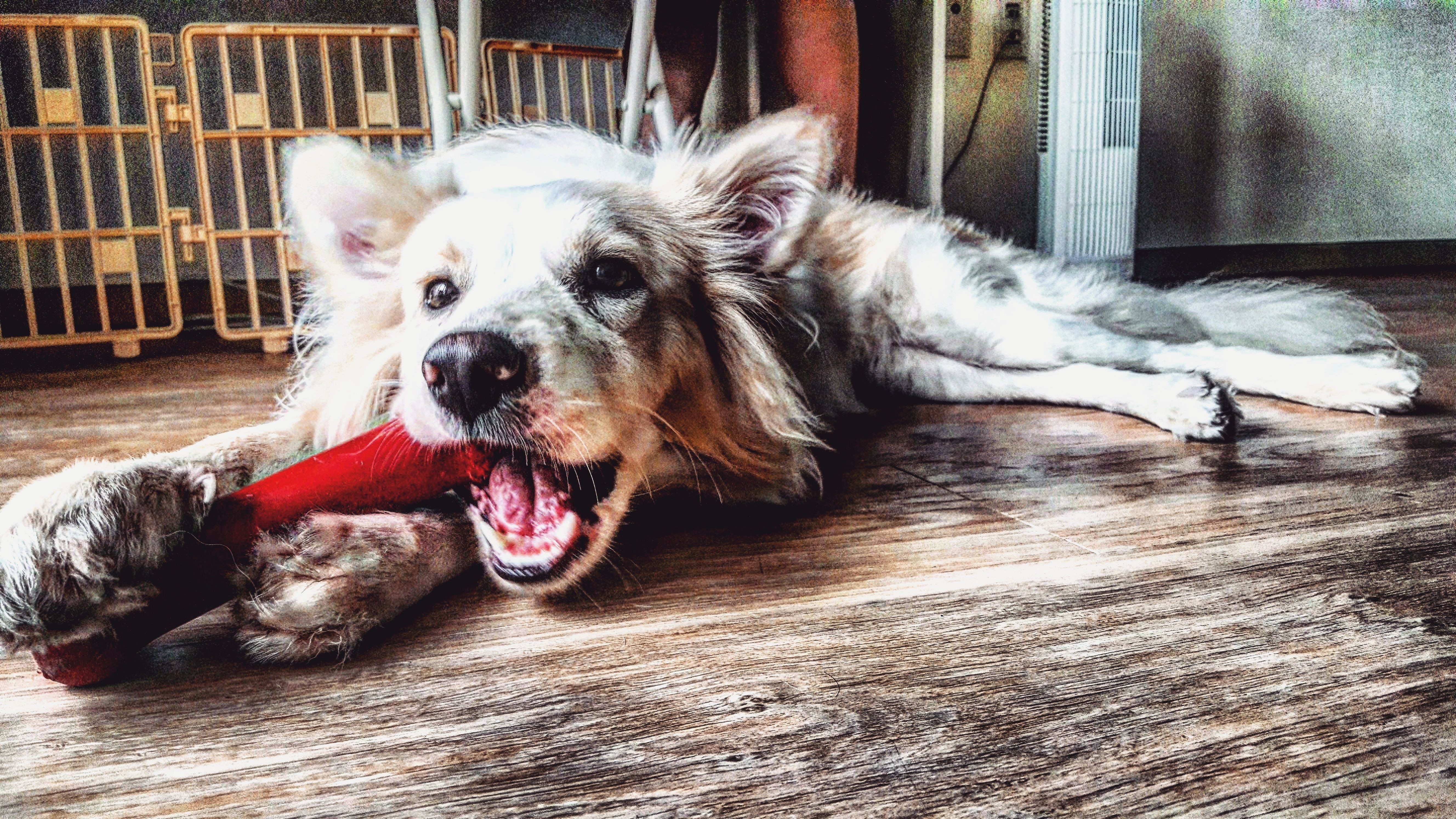 Complete Guide to Puppy Dental Care: Teeth, Age, and Health Tips