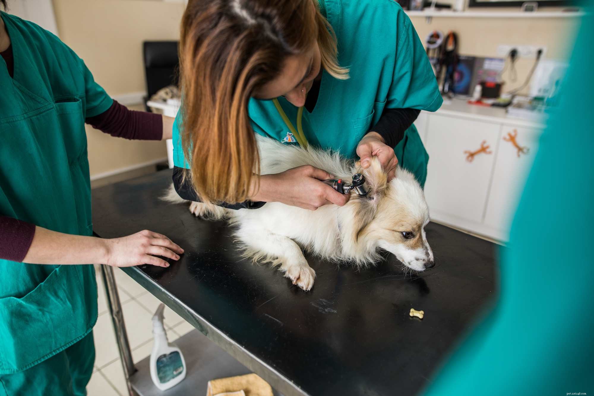 Ear Mites in Puppies & Dogs: Recognizing, Treating, and Preventing Infections