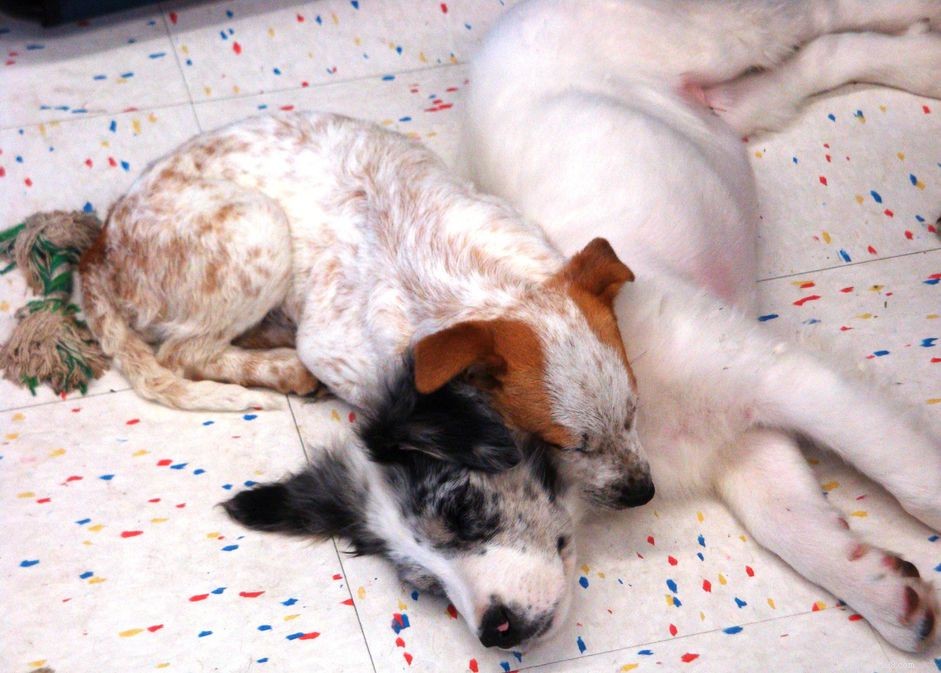 Ear Mites in Puppies & Dogs: Recognizing, Treating, and Preventing Infections