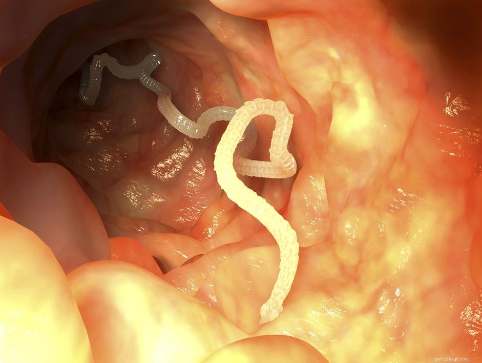 Understanding Dog Tapeworms: Prevention, Symptoms & Effective Treatment