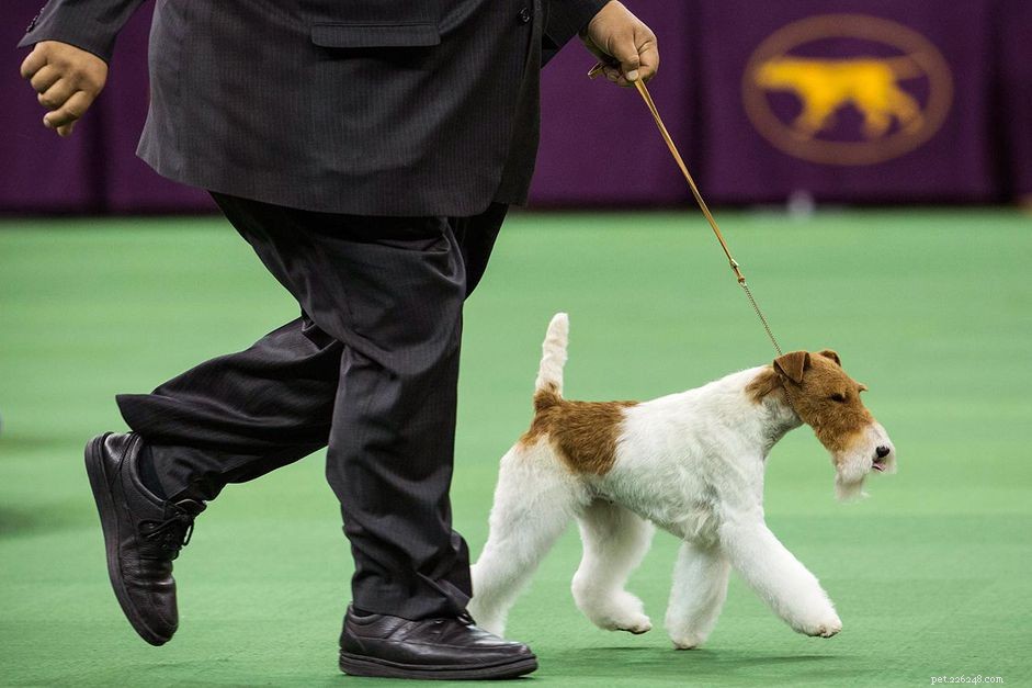 Puppy Tail Docking: Procedures, Reasons, and Controversies