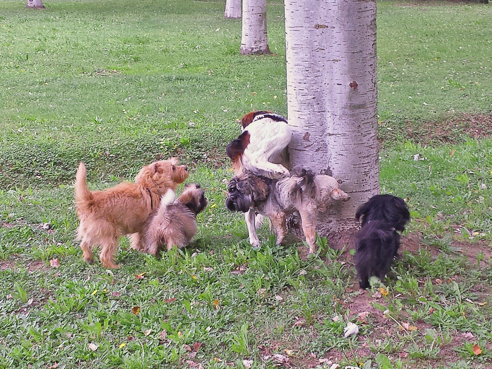 Understanding Puppy Leg Lifting: Causes, Development, and Marking Behaviors