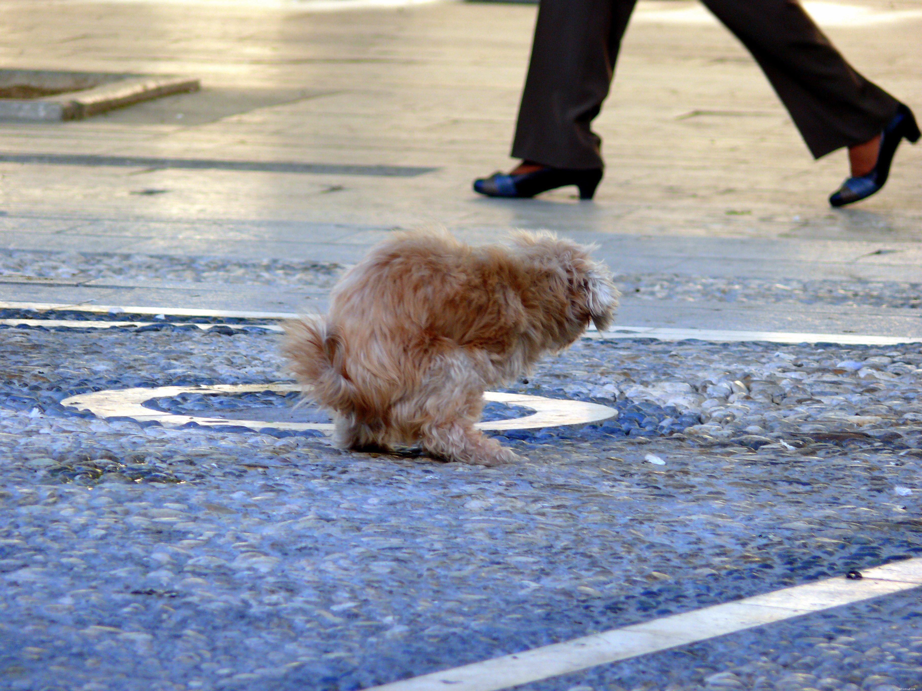 Understanding Puppy Leg Lifting: Causes, Development, and Marking Behaviors