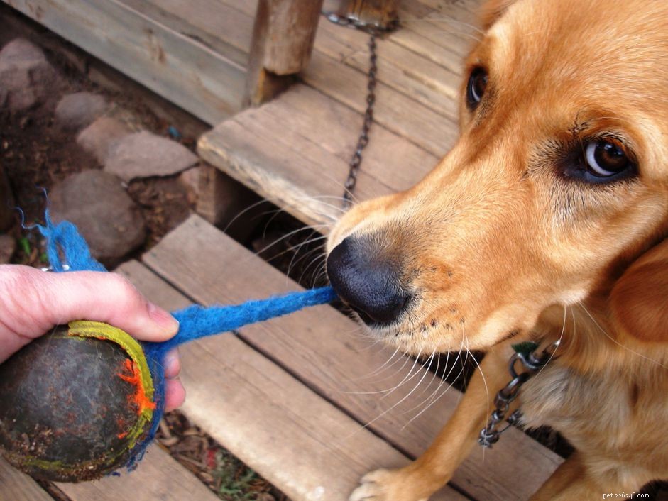 When and How to Safely Induce Vomiting in Your Puppy