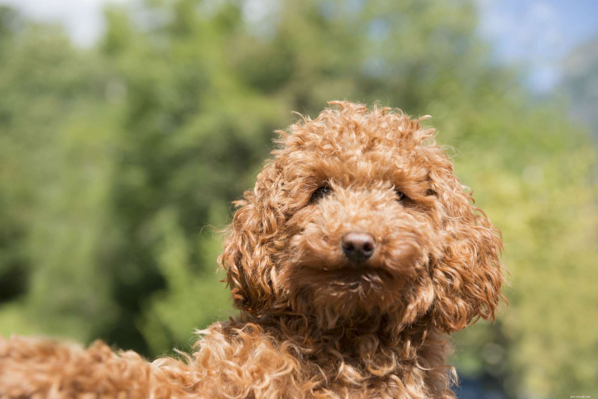 Complete Guide to Grooming Your Puppy for Health and Happiness