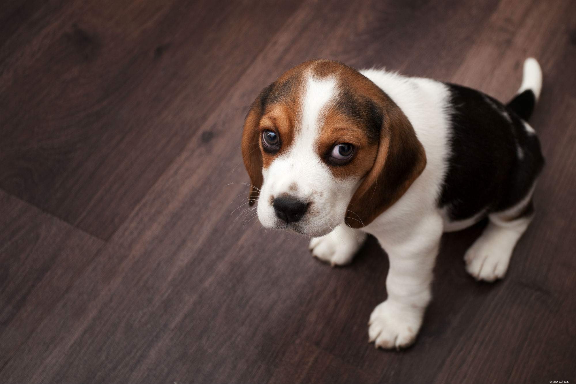 Complete Guide to Grooming Your Puppy for Health and Happiness