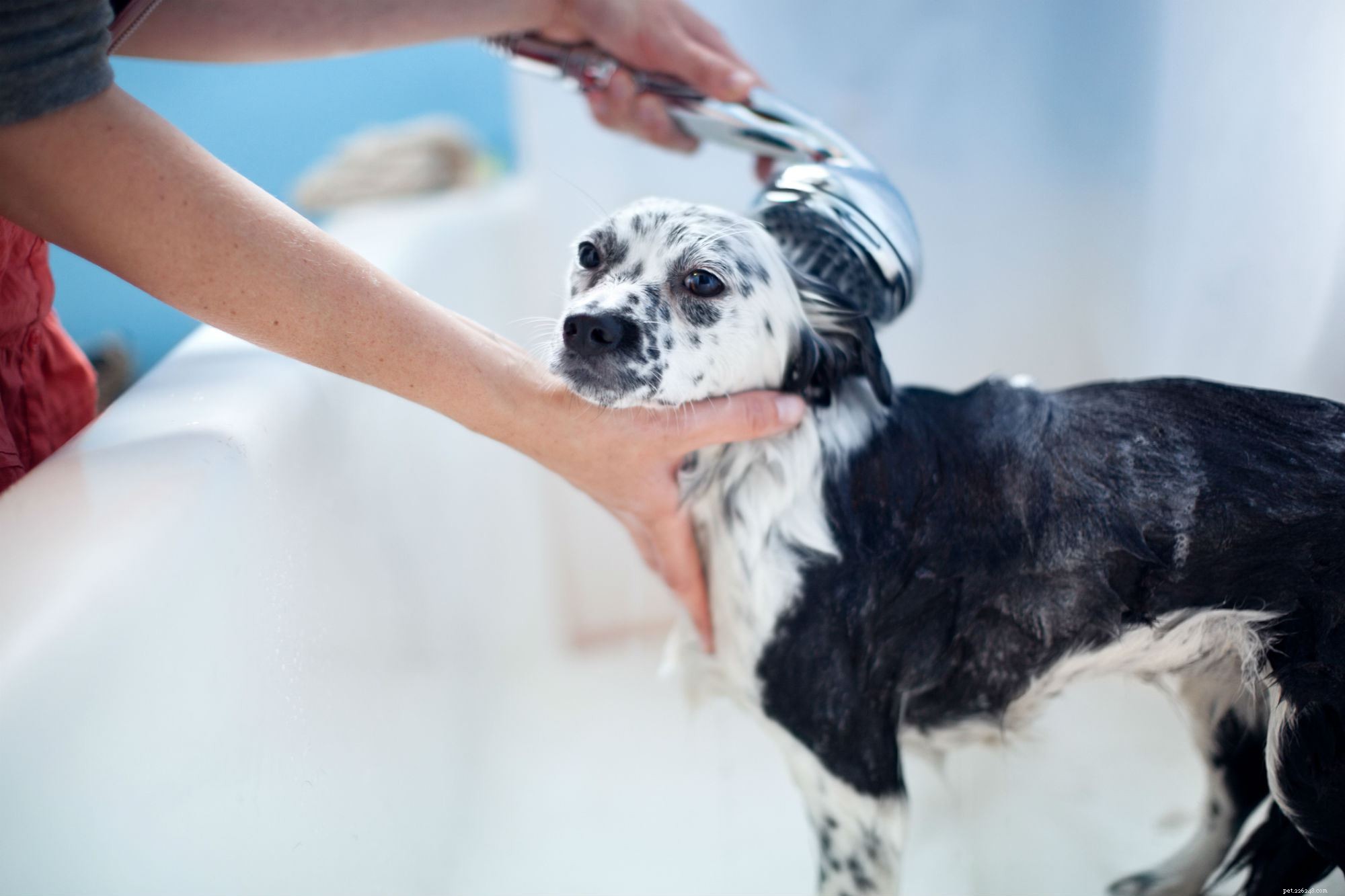Complete Guide to Grooming Your Puppy for Health and Happiness