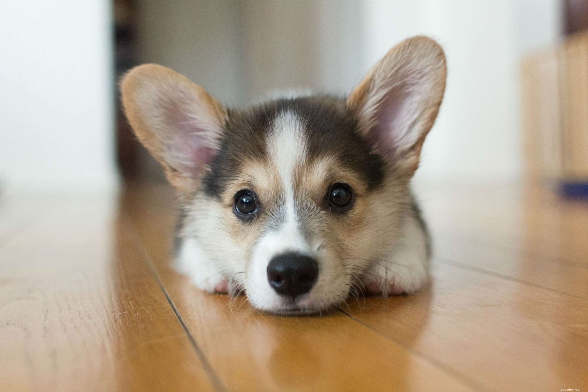 Complete Guide to Grooming Your Puppy for Health and Happiness