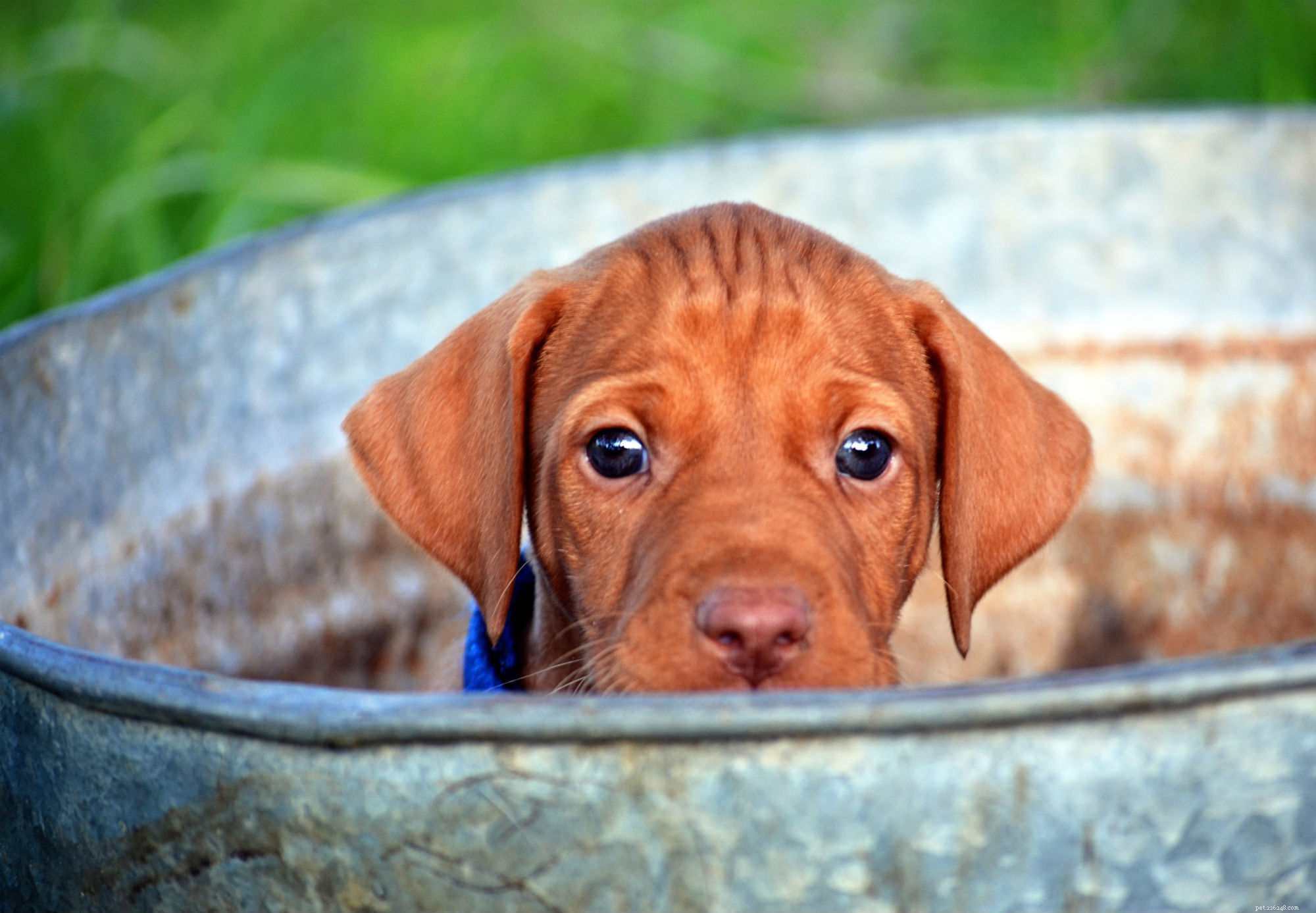 Complete Guide to Grooming Your Puppy for Health and Happiness