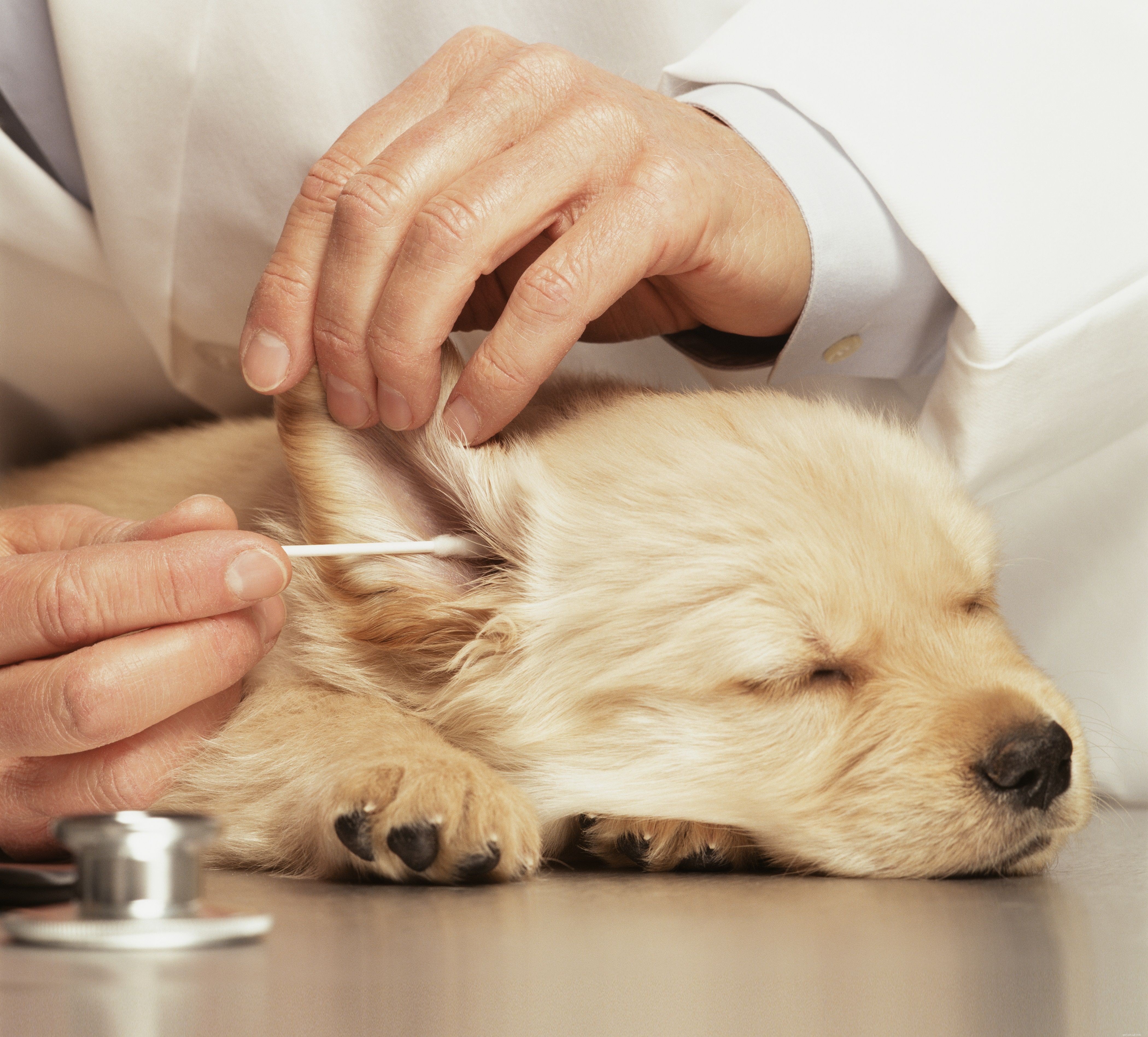 Complete Guide to Grooming Your Puppy for Health and Happiness