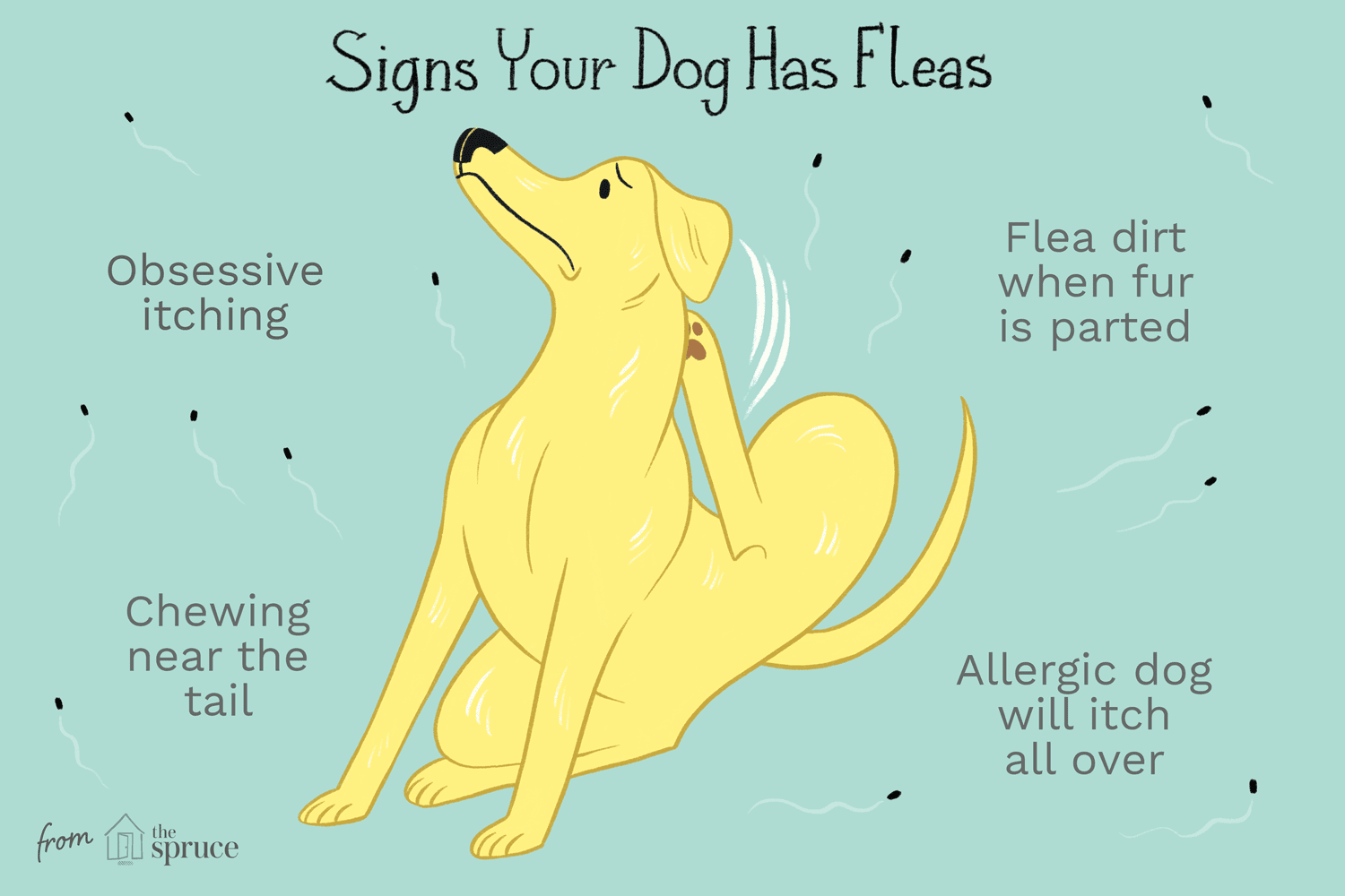 Effective Flea Treatment for Puppies and Dogs: Prevention & Care Guide