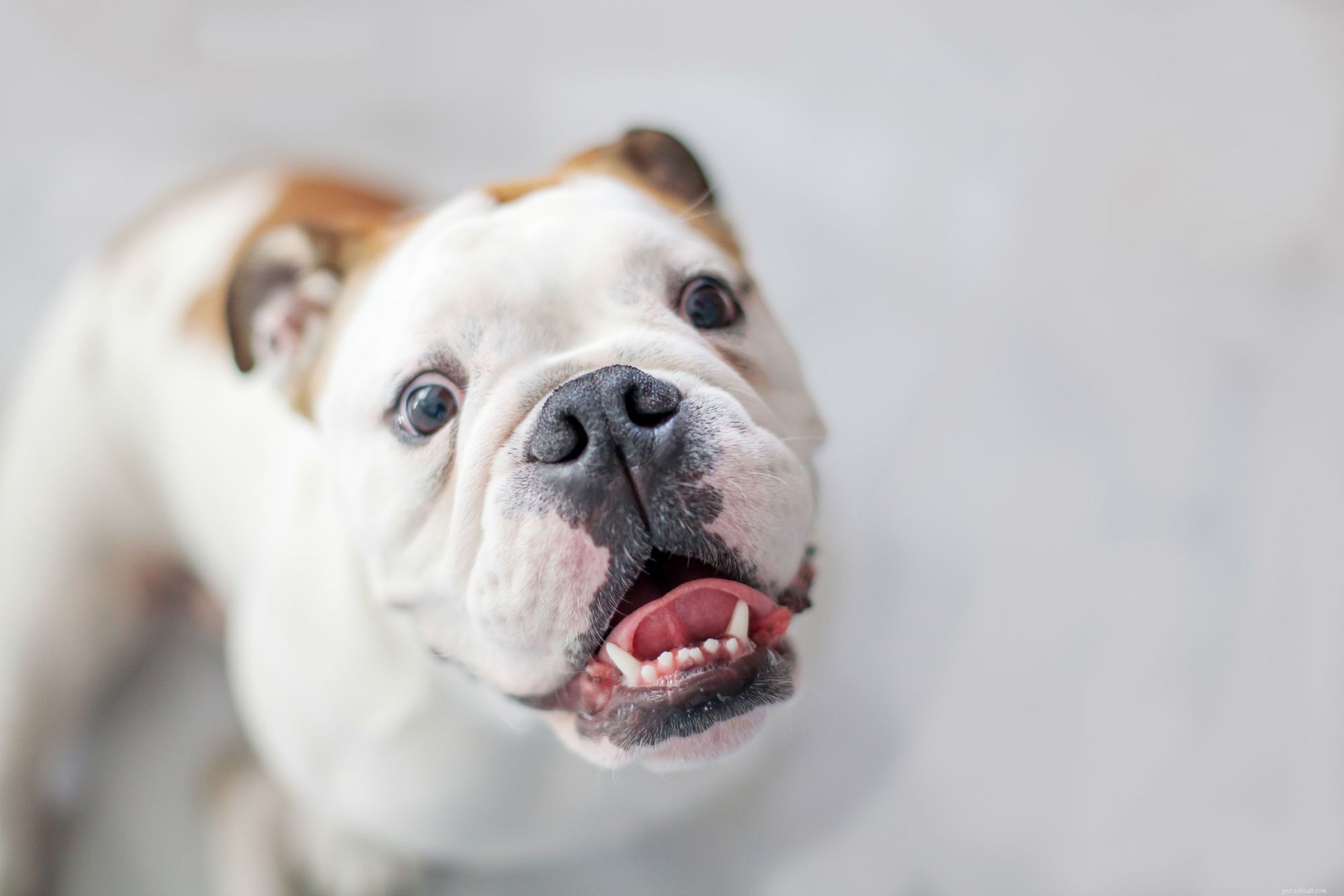 Complete Guide to Grooming Your Puppy for Health and Happiness