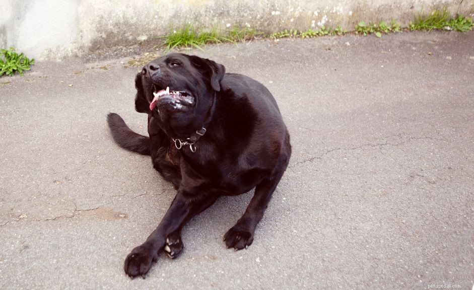 Effective Flea Treatment for Puppies and Dogs: Prevention & Care Guide