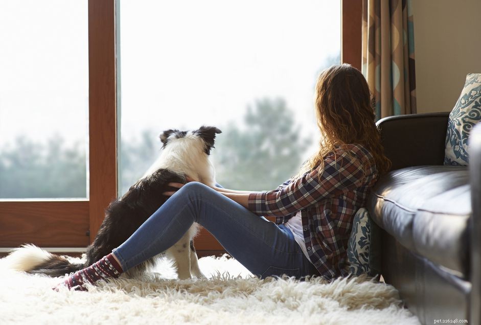 Professional Dog Sitting Services for New Dog Owners