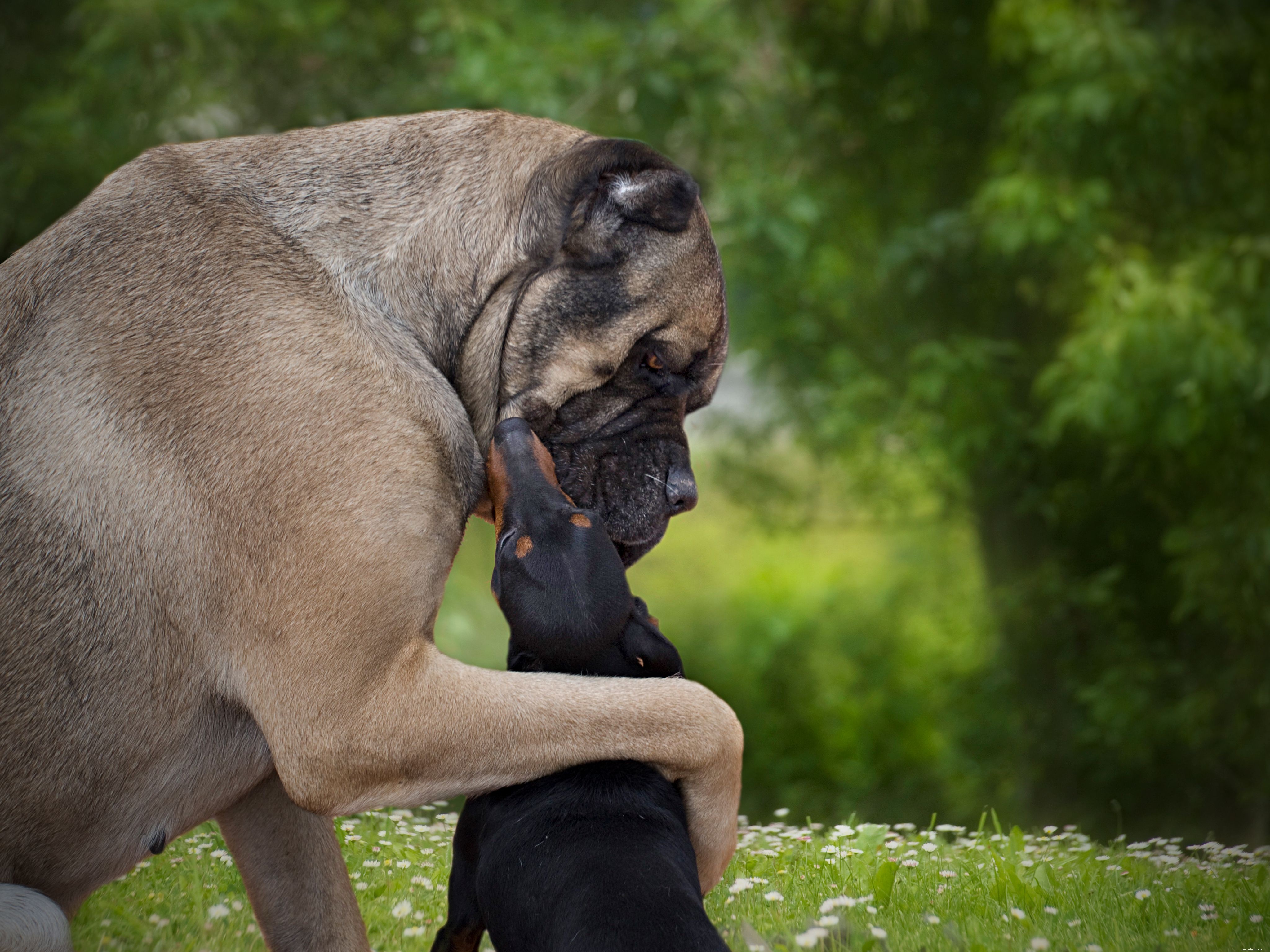 Ringworm in Puppies: Symptoms, Causes, Diagnosis & Prevention