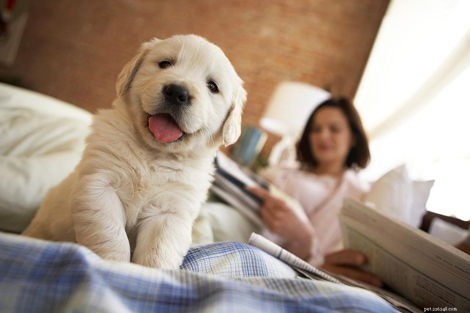 Master Puppy Communication: Speak Dog Language Like a Pro