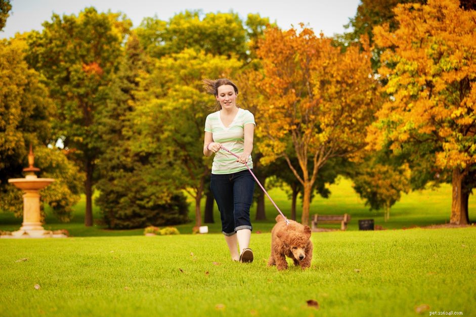 Giardia in Puppies: Causes, Symptoms, and Treatment