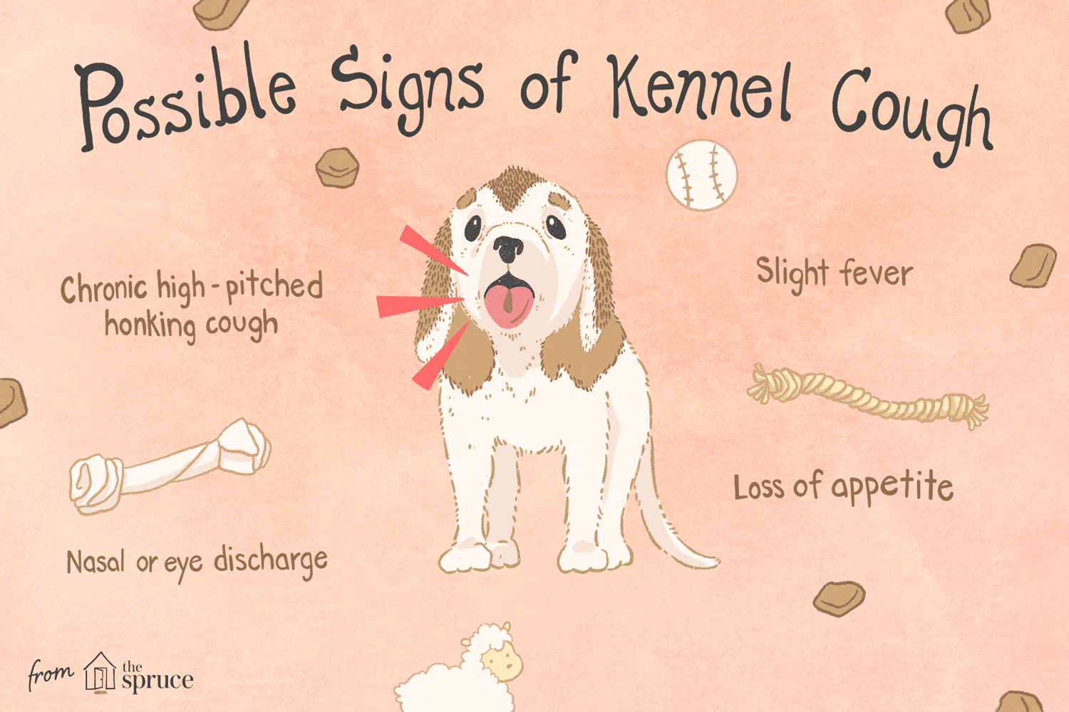 Kennel Cough in Puppies: Symptoms, Diagnosis, and Effective Treatment