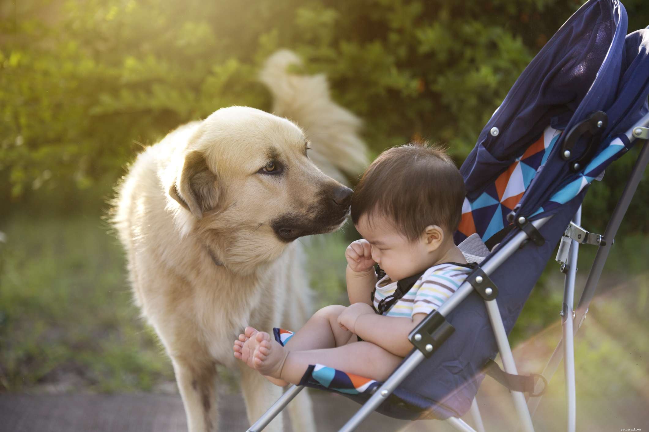 Safe Puppy & Baby Introductions: Building Lifelong Friendships