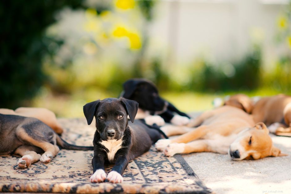 Kennel Cough in Puppies: Symptoms, Diagnosis, and Effective Treatment