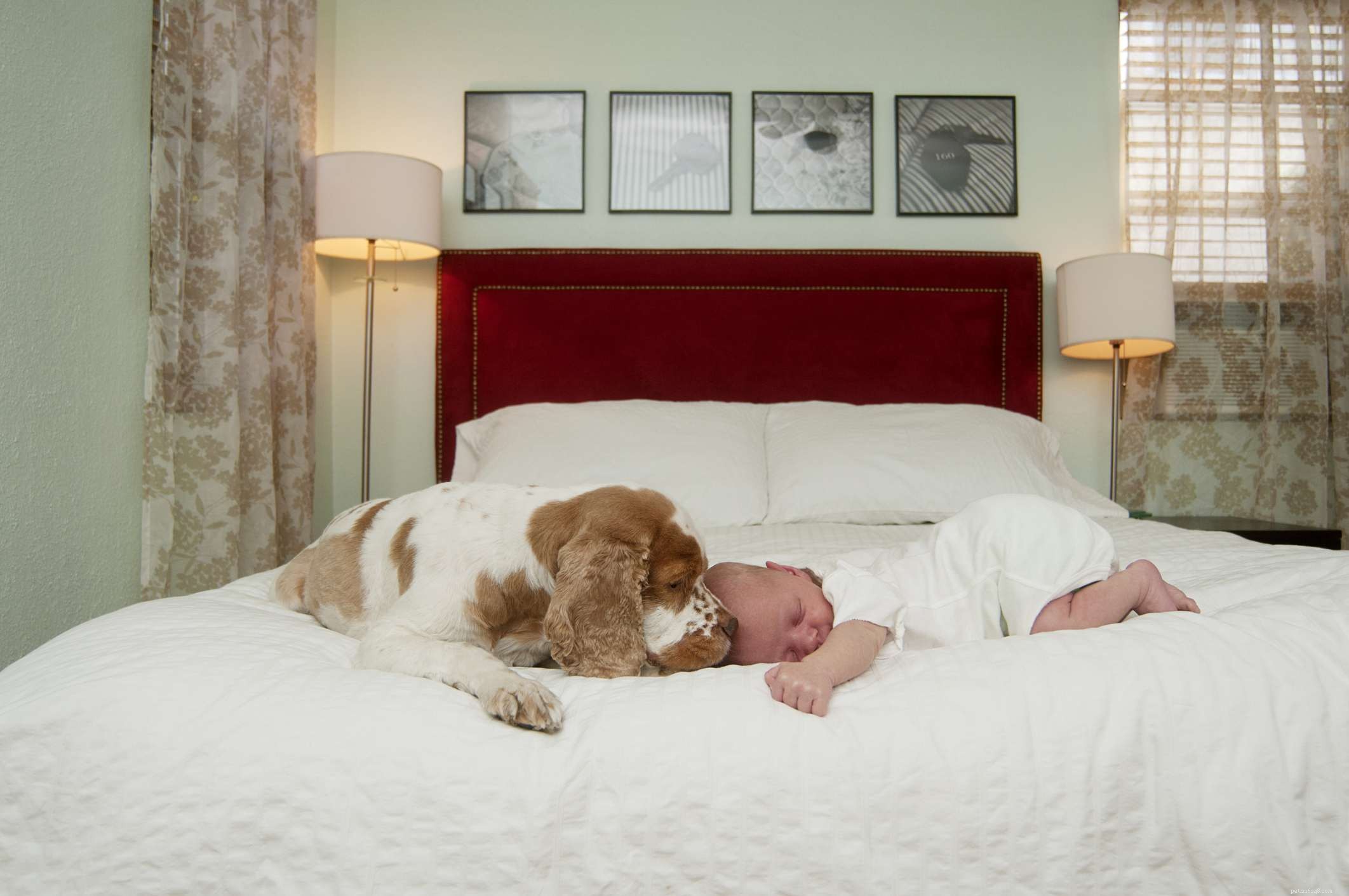Safe Puppy & Baby Introductions: Building Lifelong Friendships