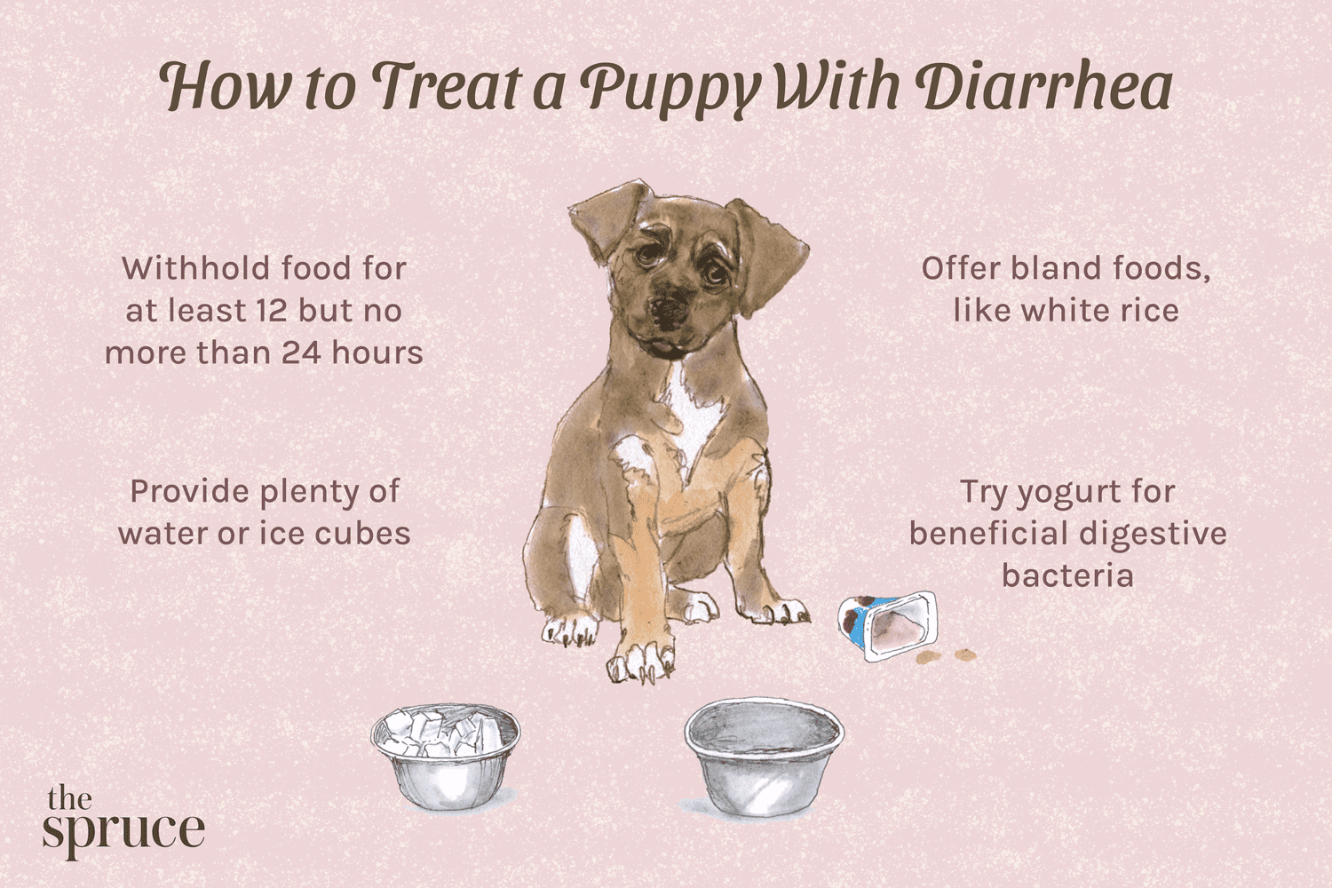 Understanding Puppy Diarrhea: Causes, Symptoms, and Care