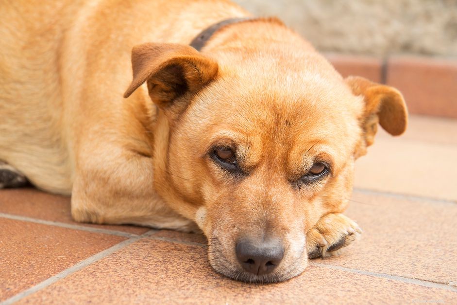 Protect Your Puppy: Understanding Distemper and Why Vaccination Matters