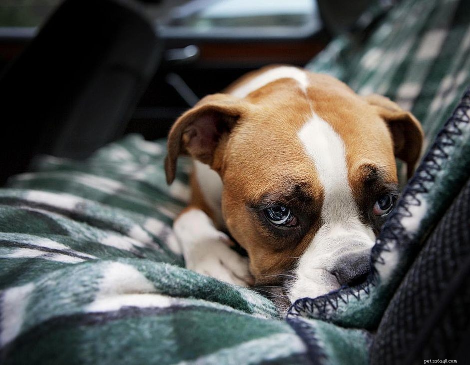 Understanding Puppy Diarrhea: Causes, Symptoms, and Care