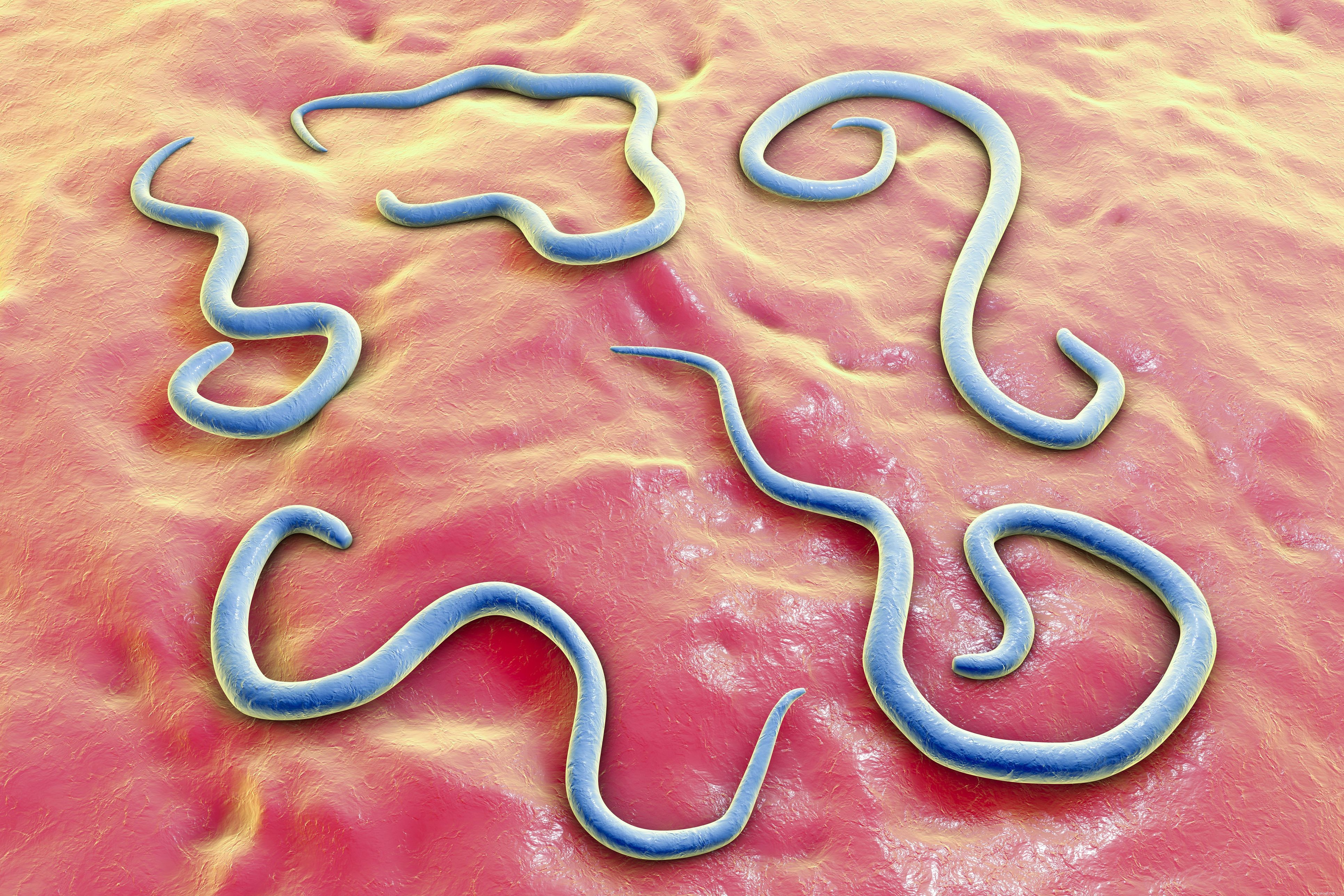 Common Puppy Roundworms: Symptoms, Transmission, and Prevention