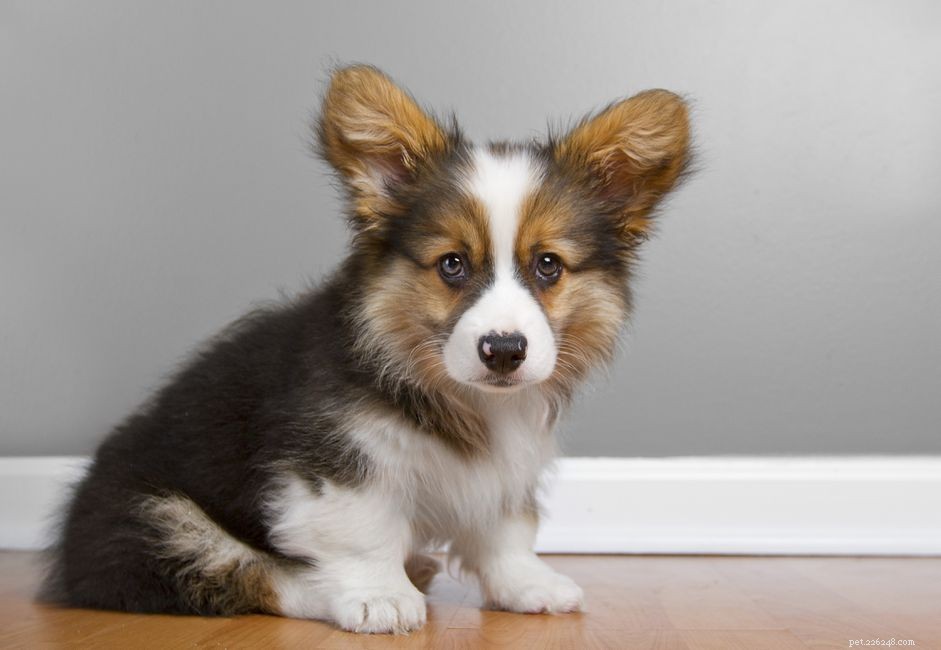 Preventing and Treating Coccidia in Puppies: A Vet’s Guide