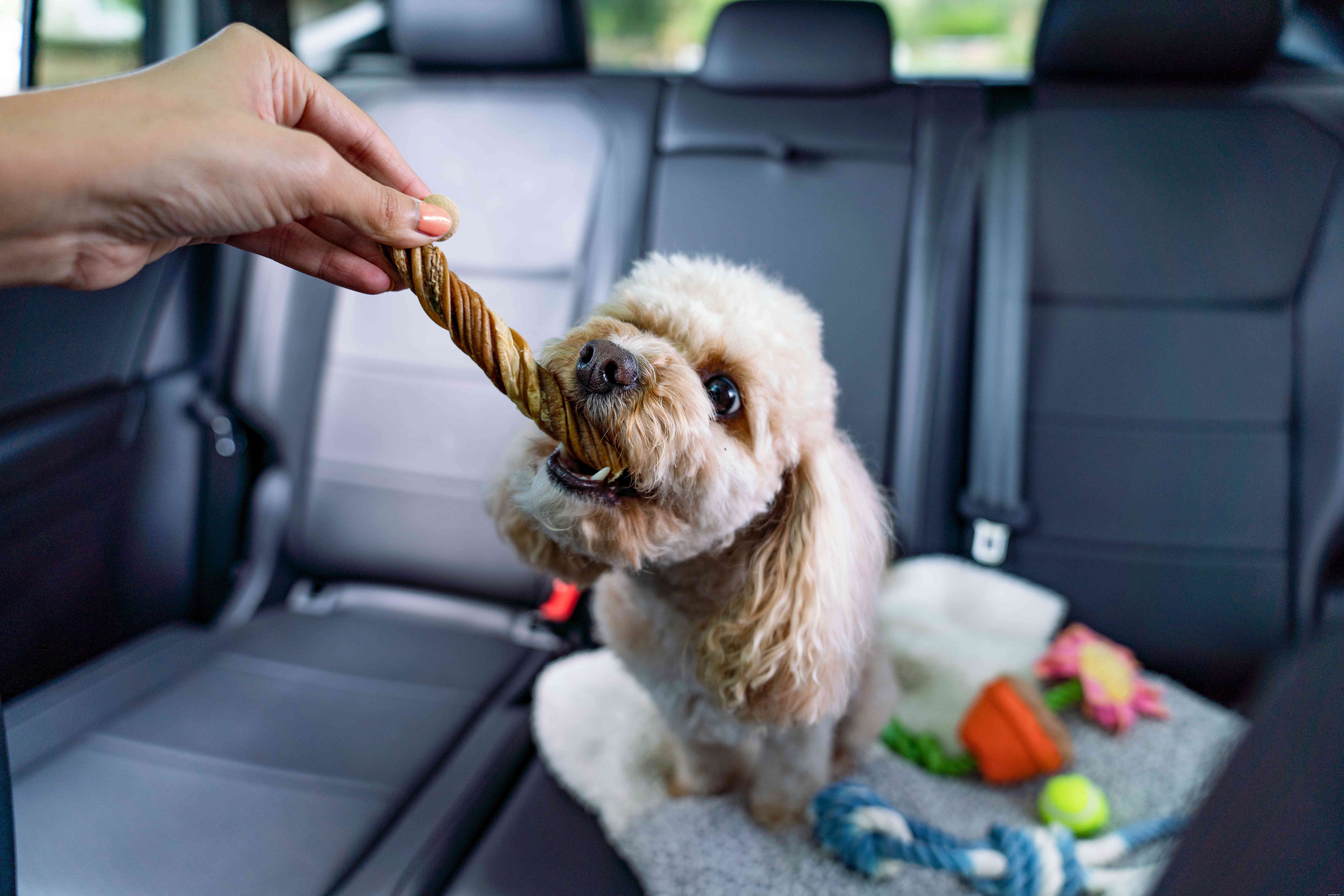 Effective Ways to Alleviate Car Sickness in Dogs