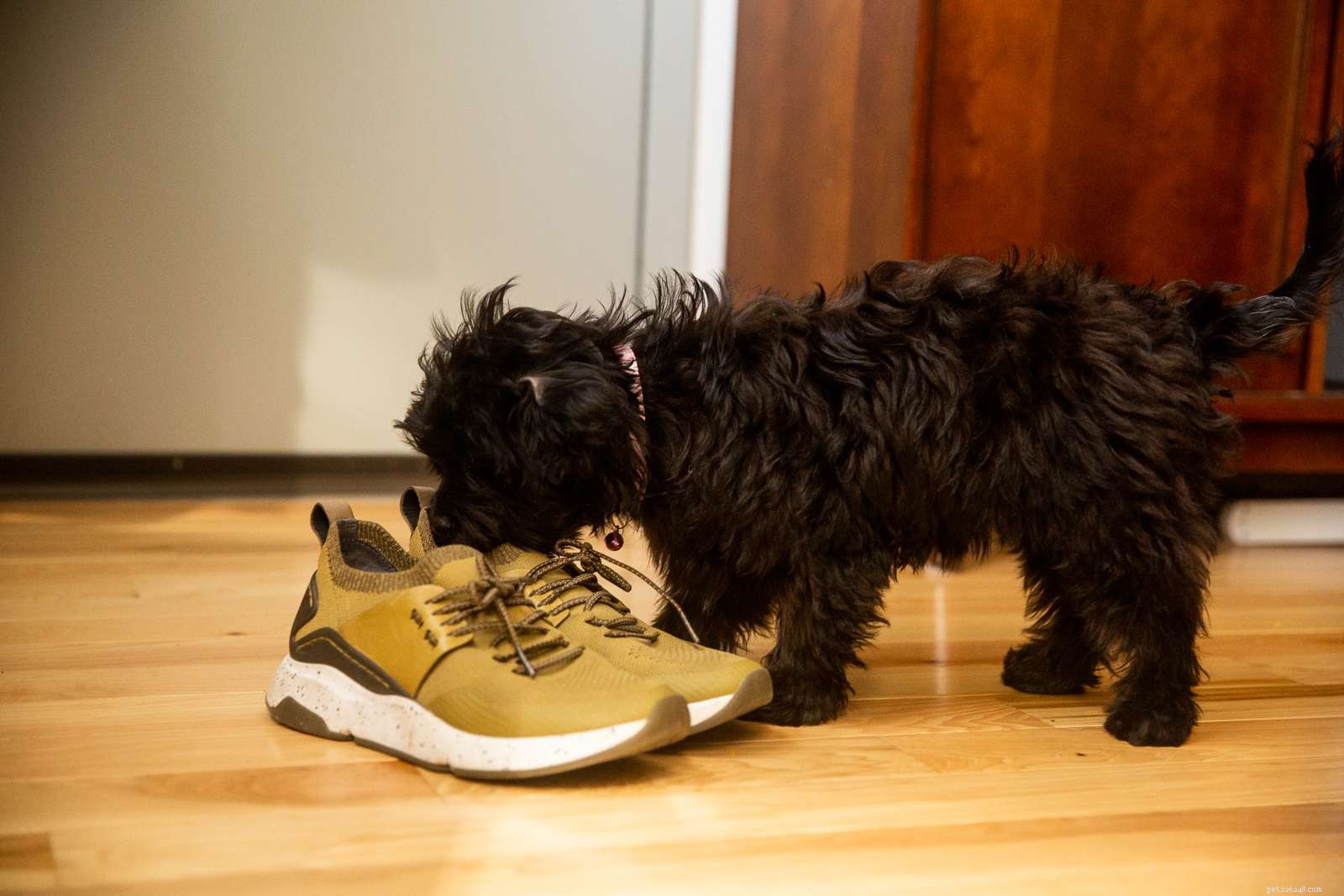Stop Your Puppy From Chewing Everything: A Trusted Guide