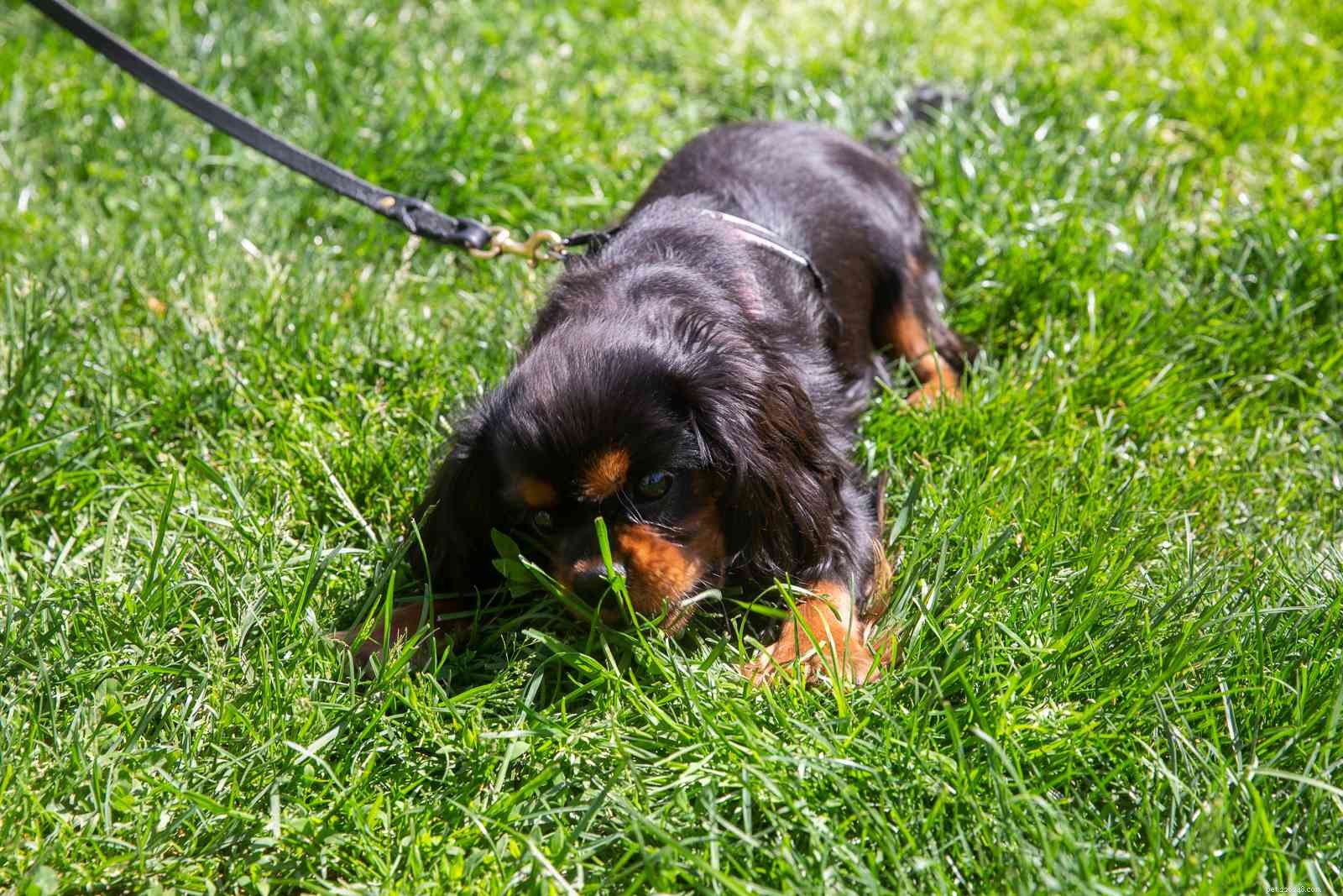 Stop Your Puppy From Chewing Everything: A Trusted Guide