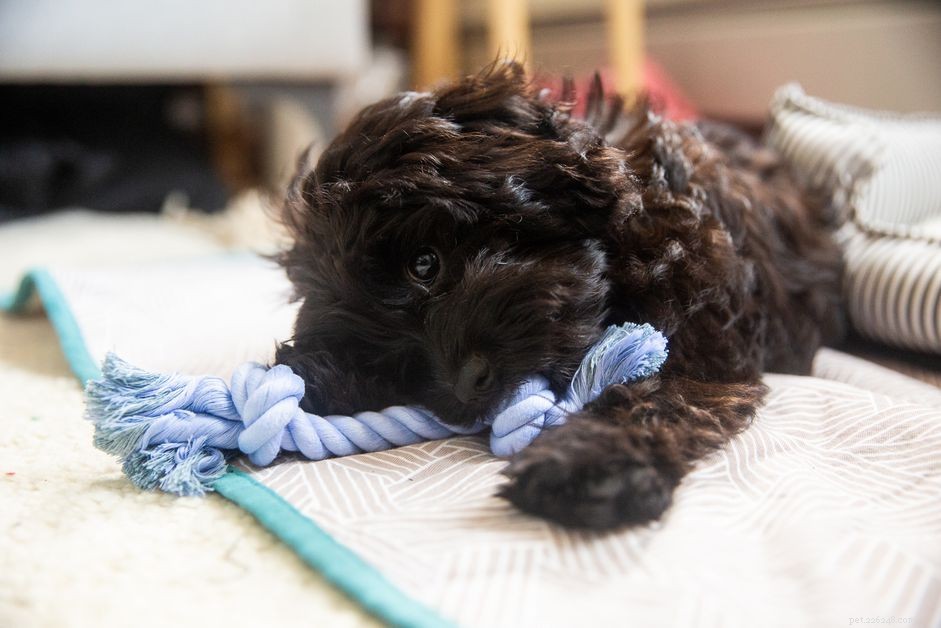 Stop Your Puppy From Chewing Everything: A Trusted Guide